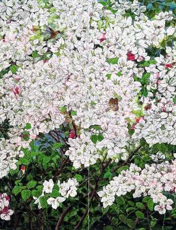 Bougainvillea