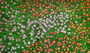 Sandeep Jigdung, SAJI-0094, Untitled, 42 x 72 inches, Acrylic on canvas, 2025